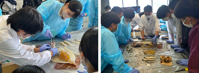 a student dissecting a female of “akaika” squid