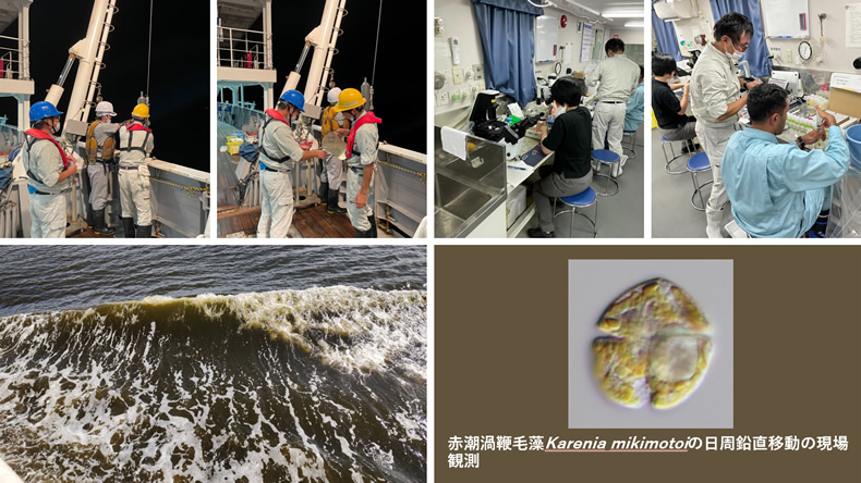 有害赤潮プランクトンKarenia mikimotoiの日周鉛直移動調査