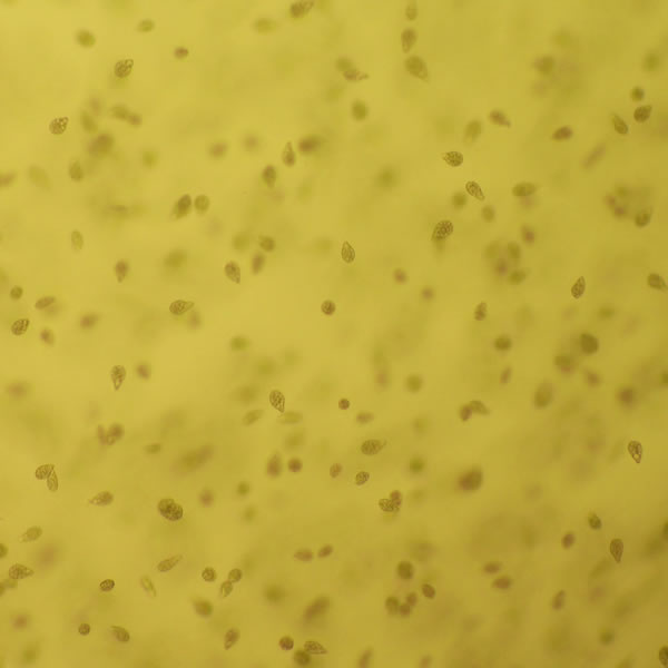 遊泳微生物集団が見せるジオラマ環境への自律応答現象の測定と機構解明