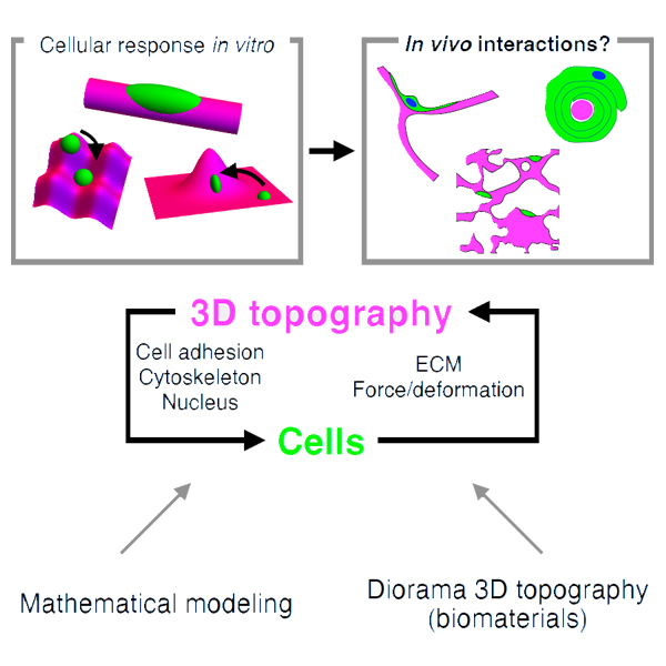 Cellular intelligence displayed through the interaction with diorama 3D topography