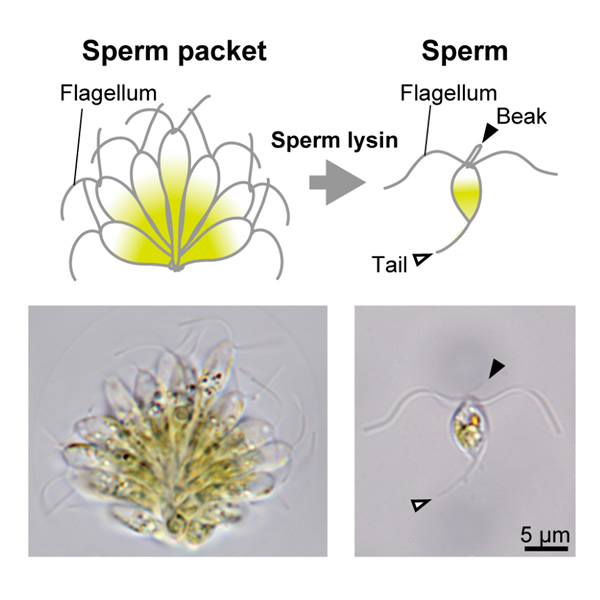 Structural and molecular basis for the behavioral changes during the colonial-individual conversion of sperms in volvocine green algae