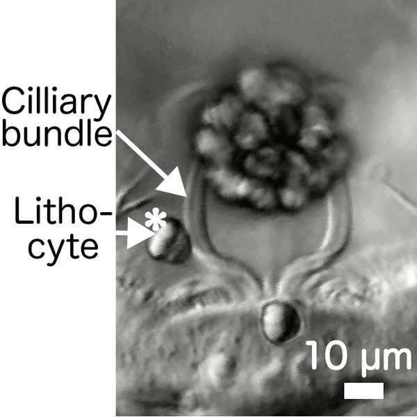 Proto-intelligence in cilia: how cilia can recognize the size of cargo being transported
