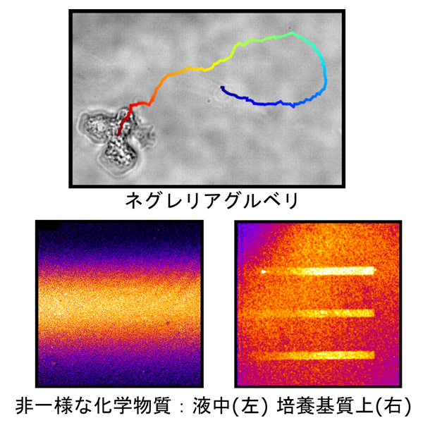 機械学習によるネグレリアグルベリの走化性および走触性応答の同時推定