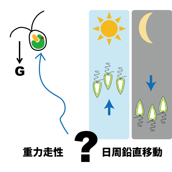 鉛直環境における遊泳微細藻類の行動学