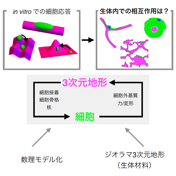 生物由来材料と数理モデルから探るジオラマ3次元地形との相互作用による細胞知能