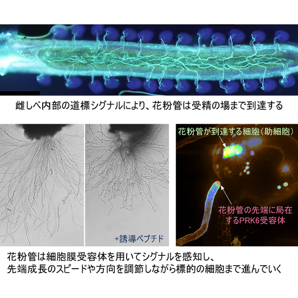 花器官ジオラマ環境の理解による花粉管細胞の制御アルゴリズムの解明