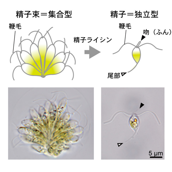 緑藻精子の集団-独立体制転換に伴う運動変化の基盤解明