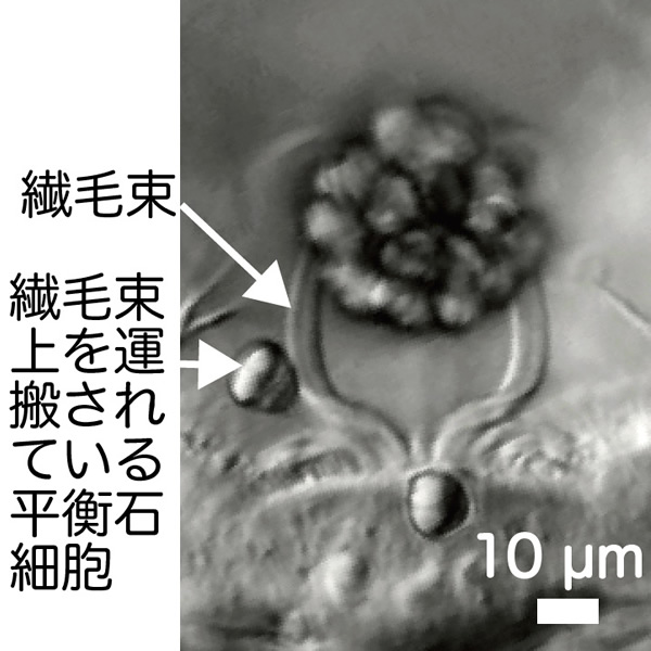 繊毛がもつ原生知能としてのサイズ認知機構の解明